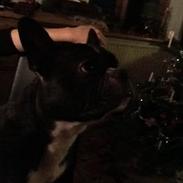 Fransk bulldog Mayer
