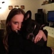 Fransk bulldog Mayer