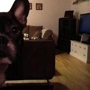 Fransk bulldog Mayer