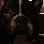 Fransk bulldog Mayer