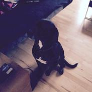 Blanding af racer Tumle