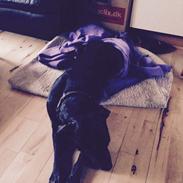 Blanding af racer Tumle