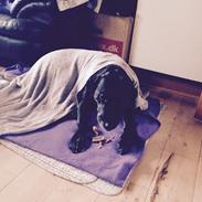 Blanding af racer Tumle