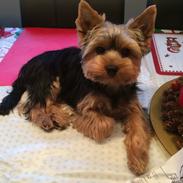 Yorkshire terrier Tico