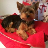 Yorkshire terrier Tico