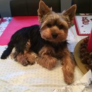 Yorkshire terrier Tico