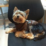 Yorkshire terrier Tico