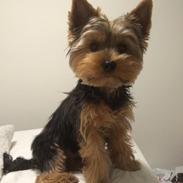 Yorkshire terrier Tico