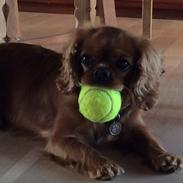 Cavalier king charles spaniel Wilma