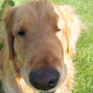 Golden retriever Debbie