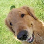 Golden retriever Debbie