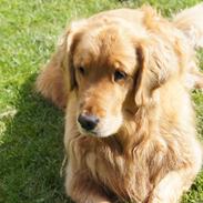 Golden retriever Debbie