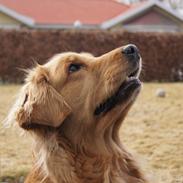 Golden retriever Debbie