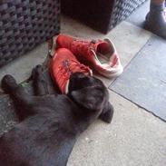 Blanding af racer Buster 