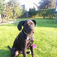 Blanding af racer Buster 