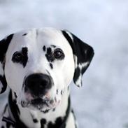 Dalmatiner Curias Bebop