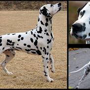 Dalmatiner Curias Bebop