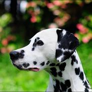 Dalmatiner Curias Bebop