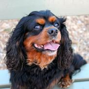 Cavalier king charles spaniel Cavaking's Ultra Speed - "Felix"