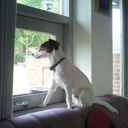 Blanding af racer Terri