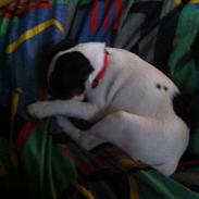 Blanding af racer Terri