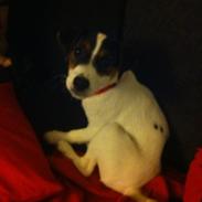 Blanding af racer Terri