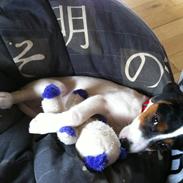 Blanding af racer Terri