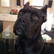 Cane corso Marco
