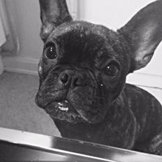 Fransk bulldog Venges Marseille "Bodil"
