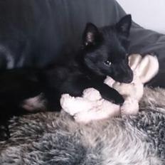 Schipperke Røndesminde's Xander(bølle)