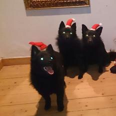 Schipperke Røndesminde's Xander(bølle)
