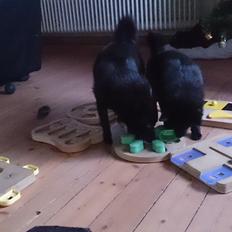 Schipperke Røndesminde's Xander(bølle)