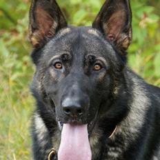 Schæferhund Team Otkjærs Darwin*R.I.P*