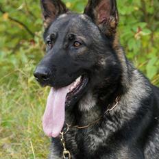 Schæferhund Team Otkjærs Darwin*R.I.P*
