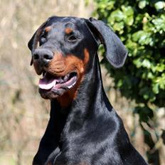 Dobermann Proud Danish Eye of Shiva