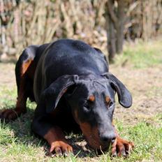 Dobermann Proud Danish Eye of Shiva