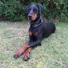 Dobermann Proud Danish Cool Casio
