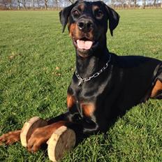 Dobermann Proud Danish Cool Casio