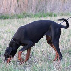 Dobermann Flamme Danois Ariana Grande