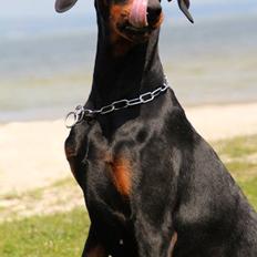 Dobermann Flamme Danois Ariana Grande