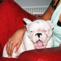 Fransk bulldog Chanel (Nellie)