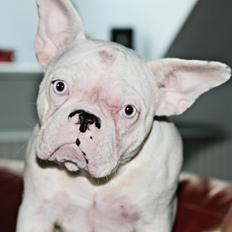 Fransk bulldog Chanel (Nellie)