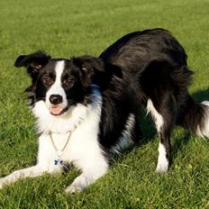 Border collie Caleb