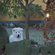 Hvid Schweizisk Hyrdehund Lupa