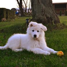 Hvid Schweizisk Hyrdehund Lupa