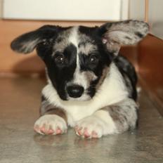 Welsh corgi cardigan Smarties Marcos (Krop-og-Poter)