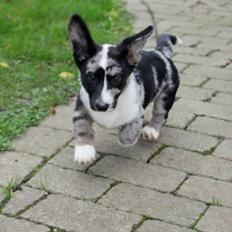 Welsh corgi cardigan Smarties Marcos (Krop-og-Poter)