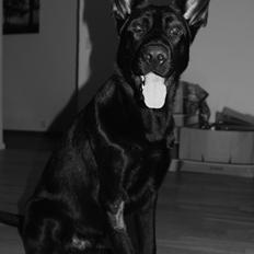 Schæferhund Froulund´s Kaoz "Happy Jack "