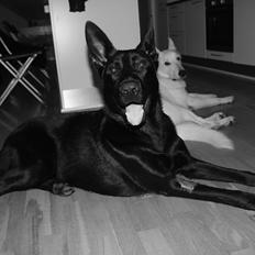 Schæferhund Froulund´s Kaoz "Happy Jack "