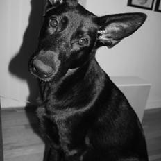 Schæferhund Froulund´s Kaoz "Happy Jack "